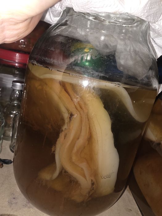 Vând SCOBY pentru kombucha
