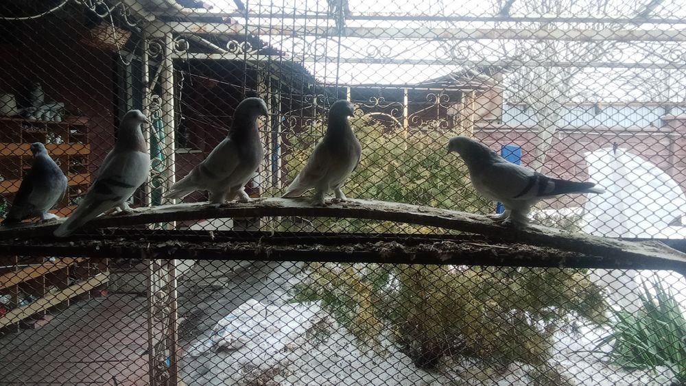 Продам голубей породы такла