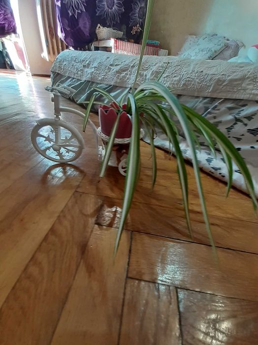 Ghiveci decorativ si plantă de apartament