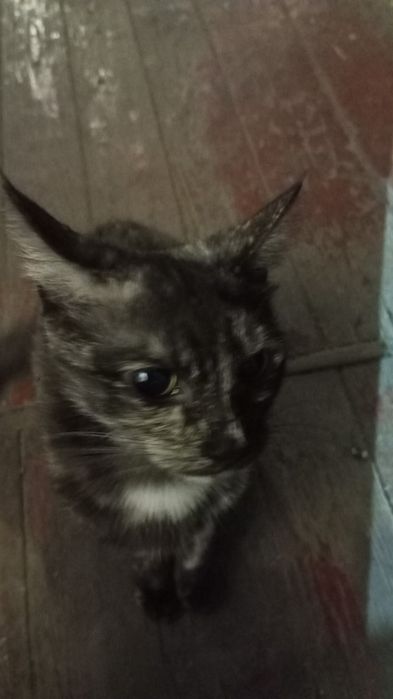 Отдаем в хорошие ручки кошечку