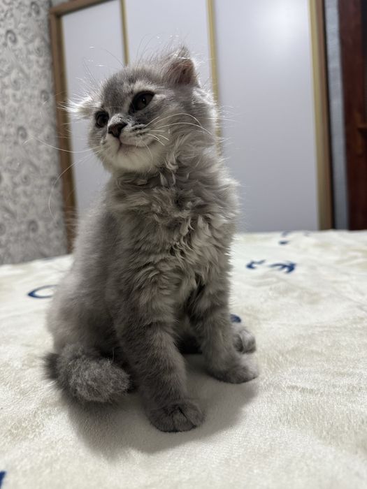 3 oylik skotch fold qiz bola