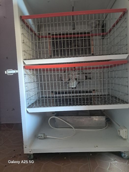 Vând 2 familii de struți producatori