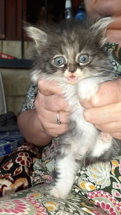 Котята домашние в добрые руки