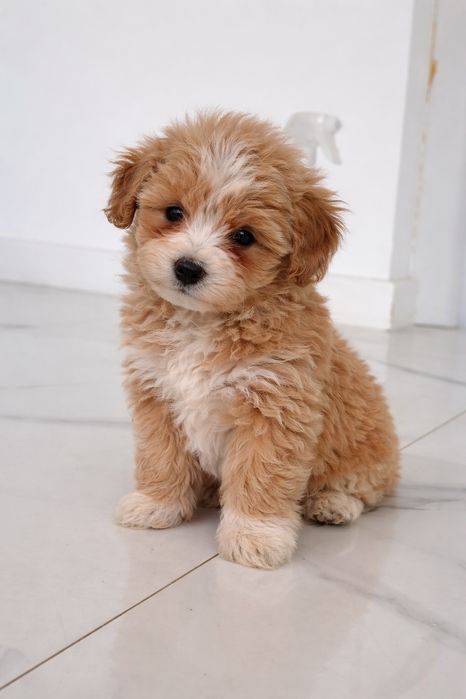 Maltipoo Talie Mica