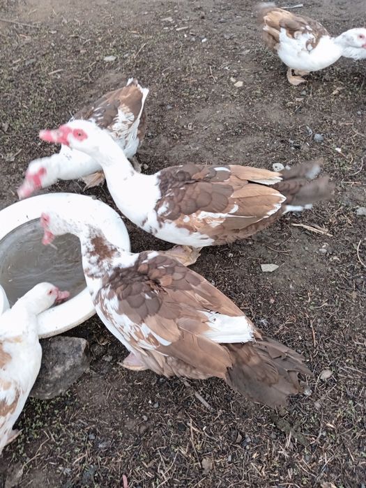 Продам молодых селезней.