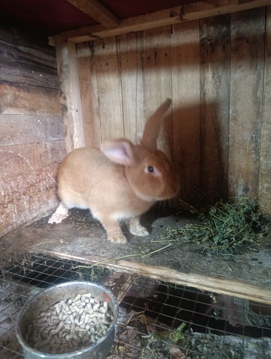 Burgun quyon bolalari erkegagi ayoli bot