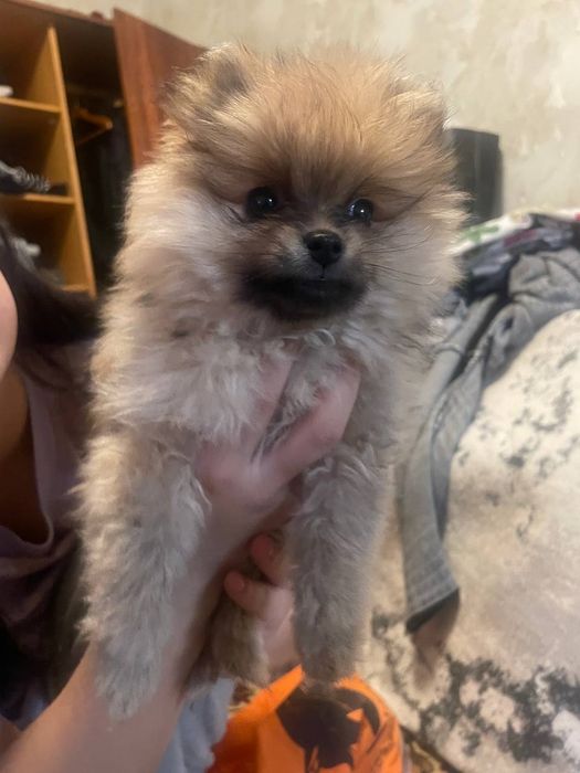 Продается шпиц 2 месяца