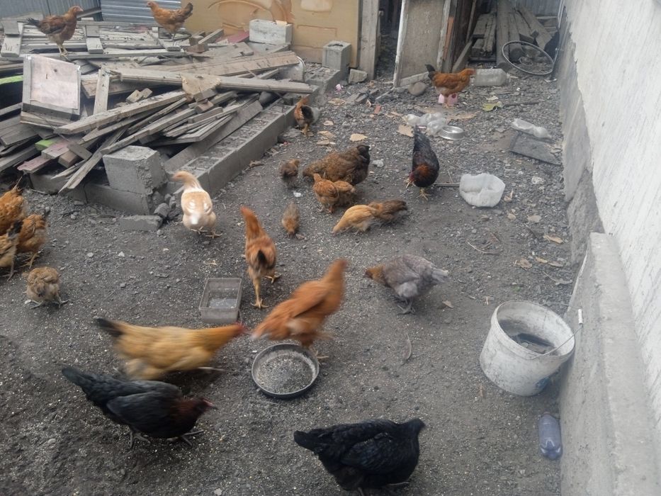 Куры цыплята продам