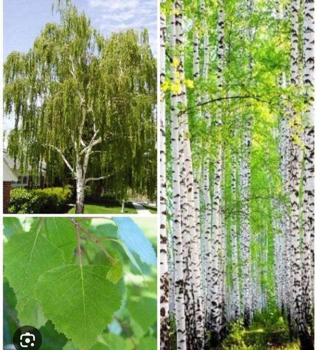 Продаётся российская берёза