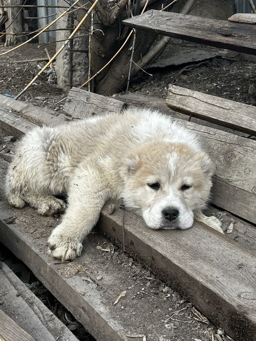 Продам щенков Сао