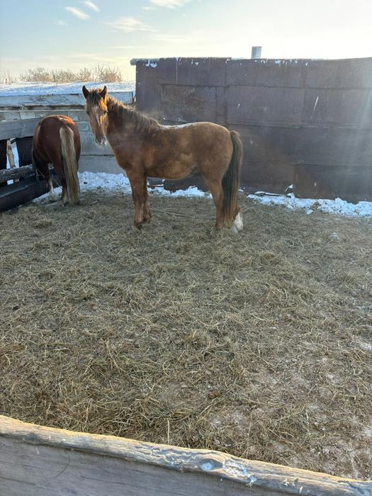 Продам жеребцов.