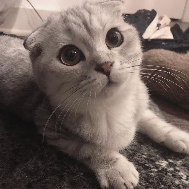 Продается котёнок 8 месяцев