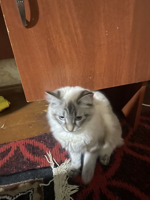 Продается кошка породистая