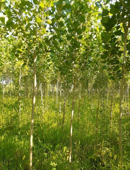 Саженцы тополь акция