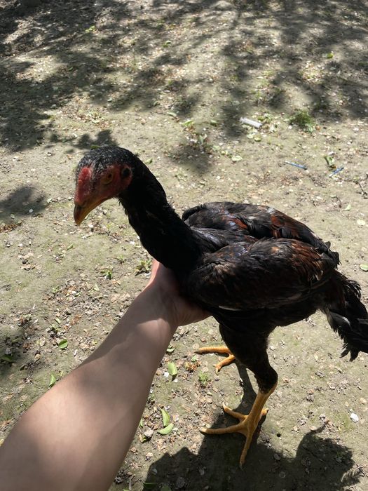 Dakan jo'ja sotiladi!