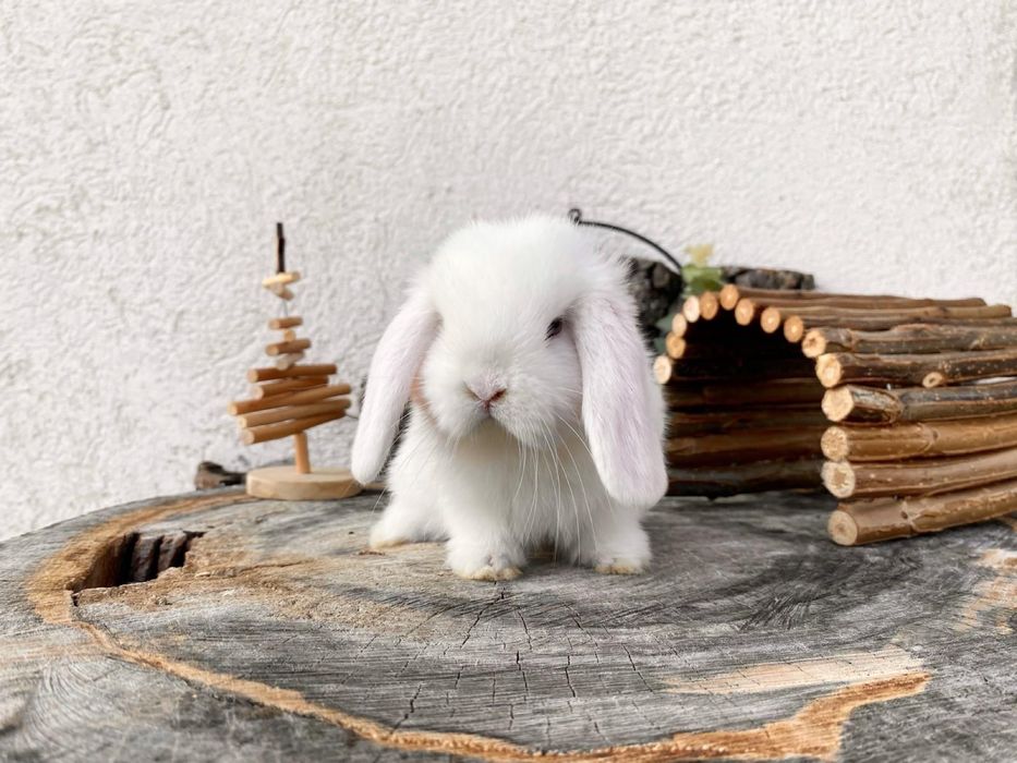 Iepuri pitici de companie berbec pitic mini lop holland lop