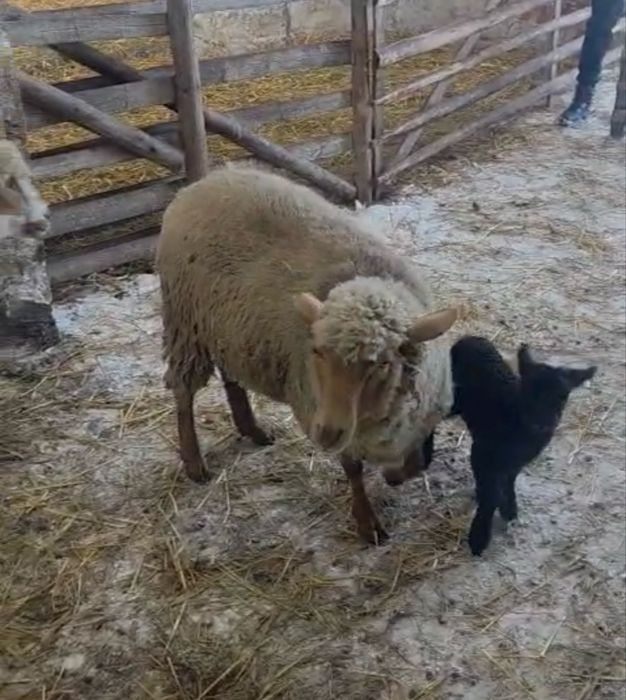 Vand 10 oi birci , varietatea ruginie