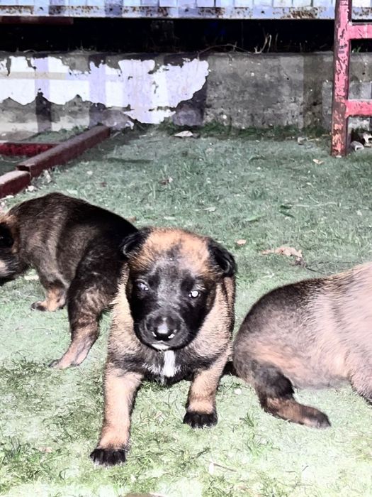 Бельгийская овчарка