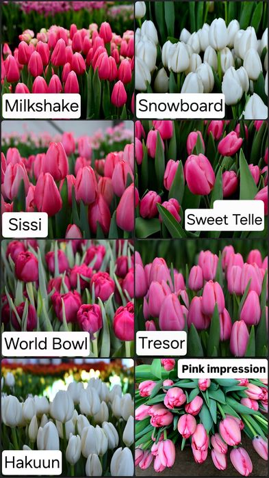 Тюльпаны оптом и в розницу к 8 марта!