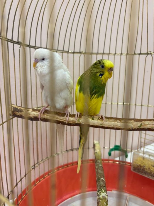 Попугаи пара 2 шт