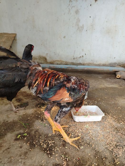 Dakan xo'roz sotiladi