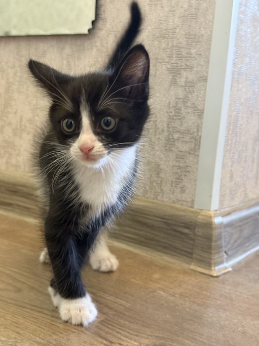 Отдам кошку и котенка