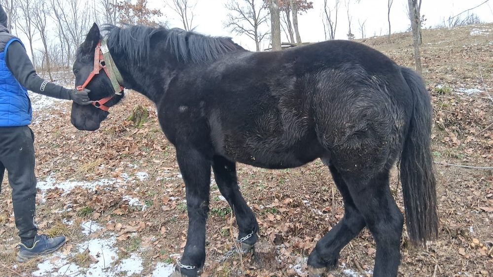 Vand doi manzii cu acte in regula