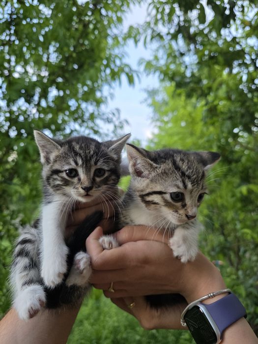 Котята отдаются даром Mushukchalar bepulga