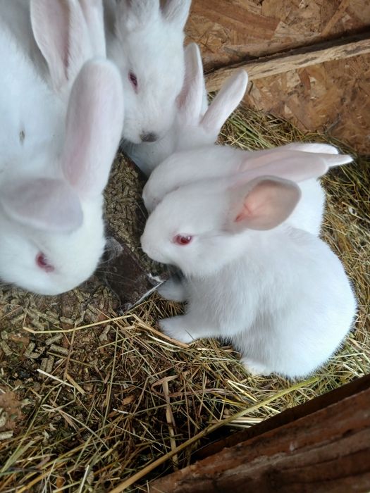 Vand iepurasi ,dambovita