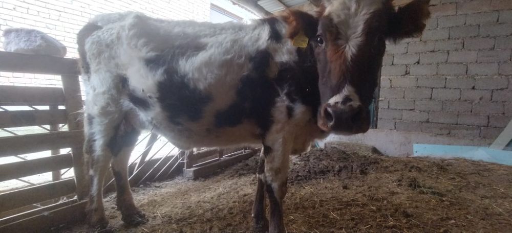 Сиыр буаз бірінші тума