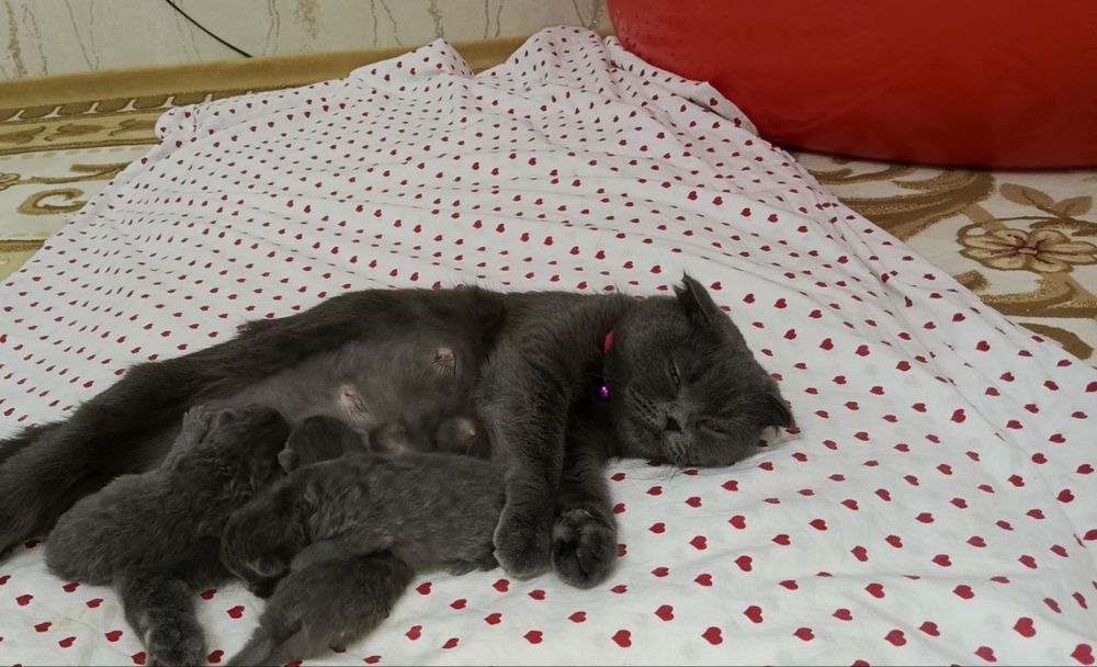 Продается котята из правелный вязке.Родились 24 января 2026