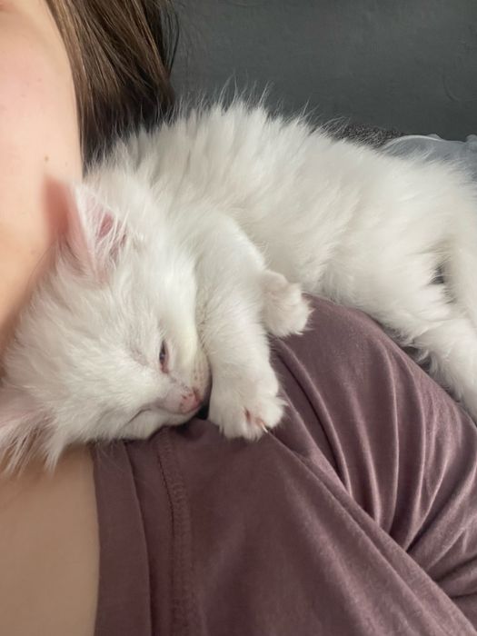 Котенок бесплатно