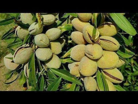 Бодом кучатлари бор. Уптм нархларда.