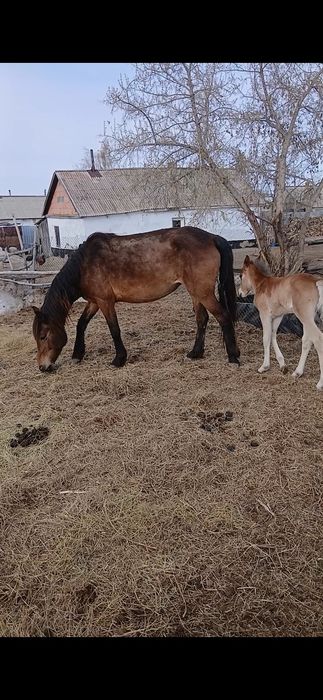 Биелер сатылады продам