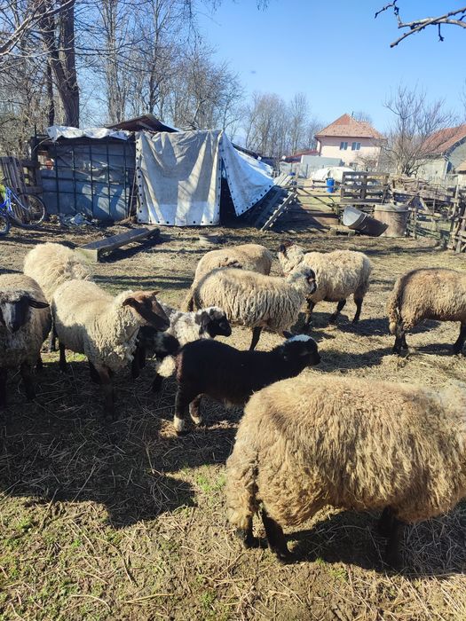 De vânzare oi rasa de carne