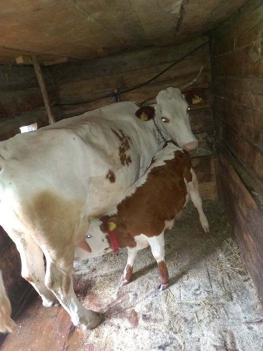 Vaca de vanzare