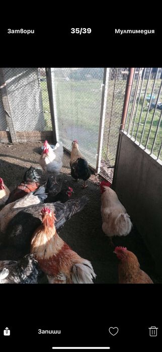 Продавам млади петли