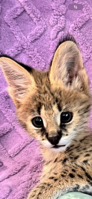 Сервал . Кошечка . Чистокровная