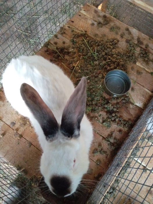 Кролы калифорния