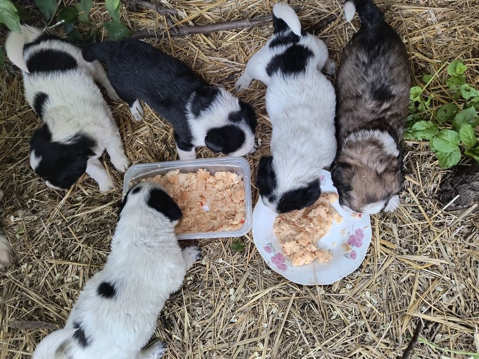 Căței de donat fătați în data de 30 aprilie, mama se poate vedea in poze.