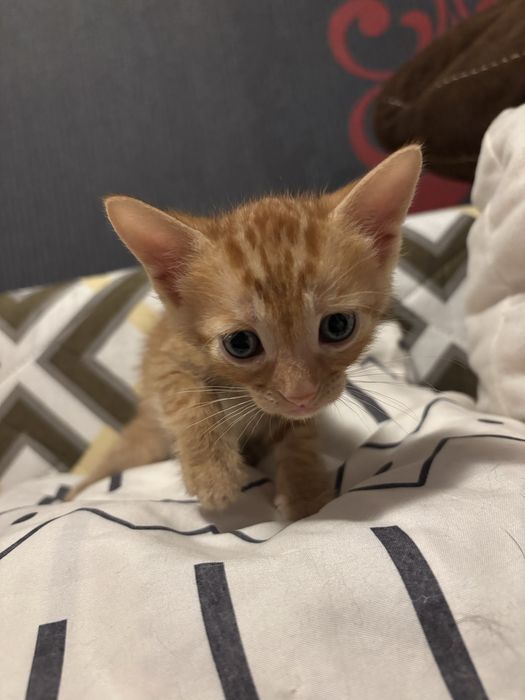 Котенца на 1 месец