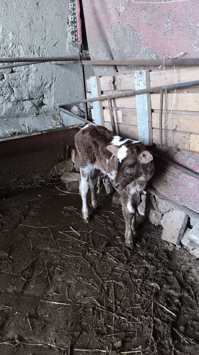 Ona bola sigir 1 qorin bolasi erkak