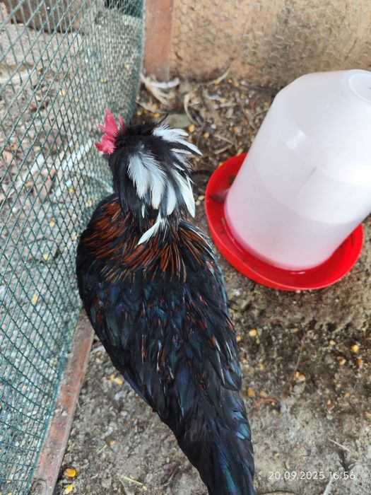 Cocoșei sebright și cocoșei pitici