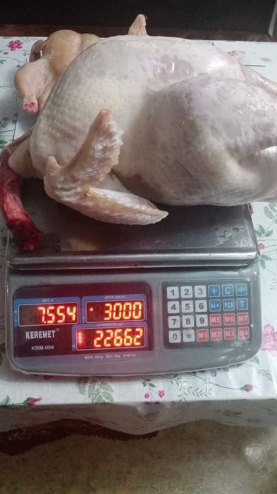 Мясо Индейки. 3000 за кг. Индюки Домашняя.