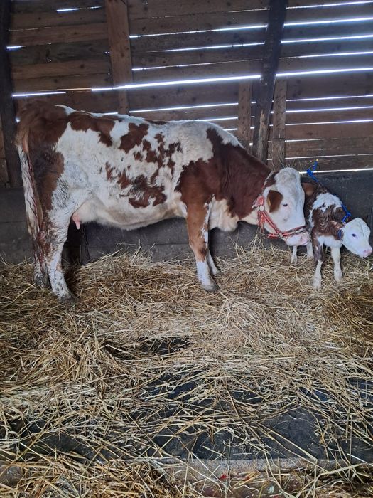 Vând jurincă cu vițea