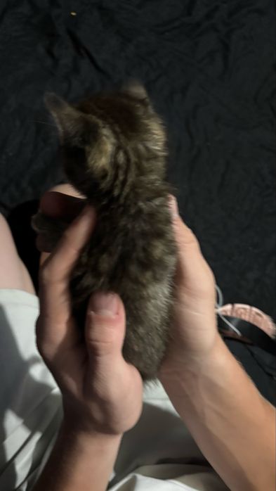 Котенок девочка