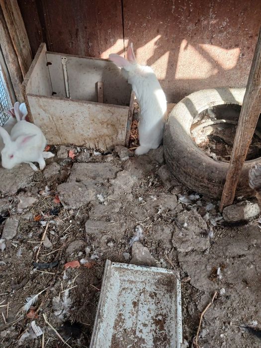 Quyonlar sotiladi xarxil zoti bor katta kichik