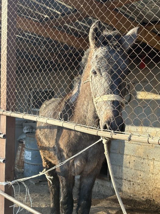 Обмен айғырға көкпар көрген