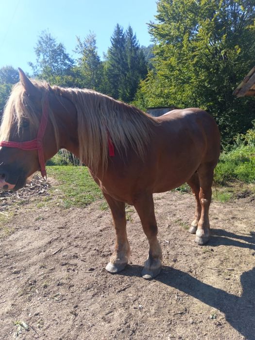 4000 de euro ușor negociabil armasar de 5 ani jumate  foarte cuminte