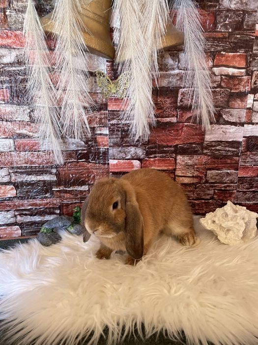 Vand iepuri berbec pitic din 8 februerie